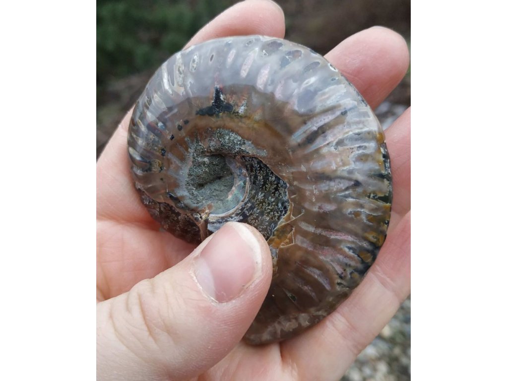 Ammonite Fossilie -  půlka  - 8cm