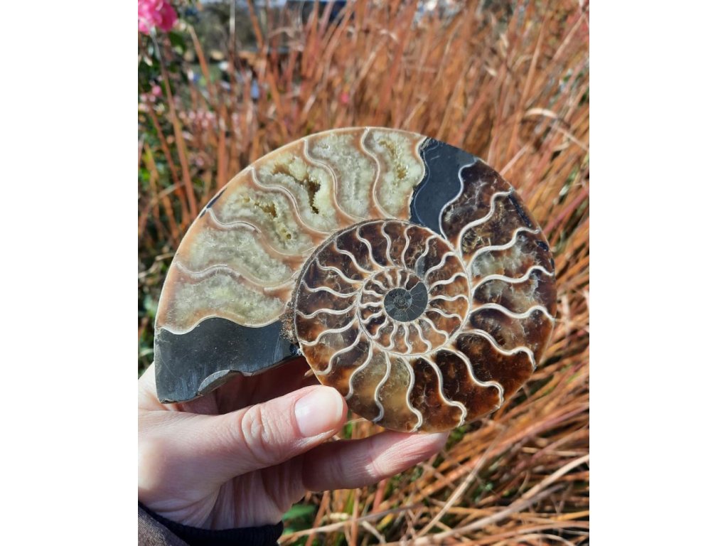 Ammonite Fossilie -  half- Madagaskar - 13cm