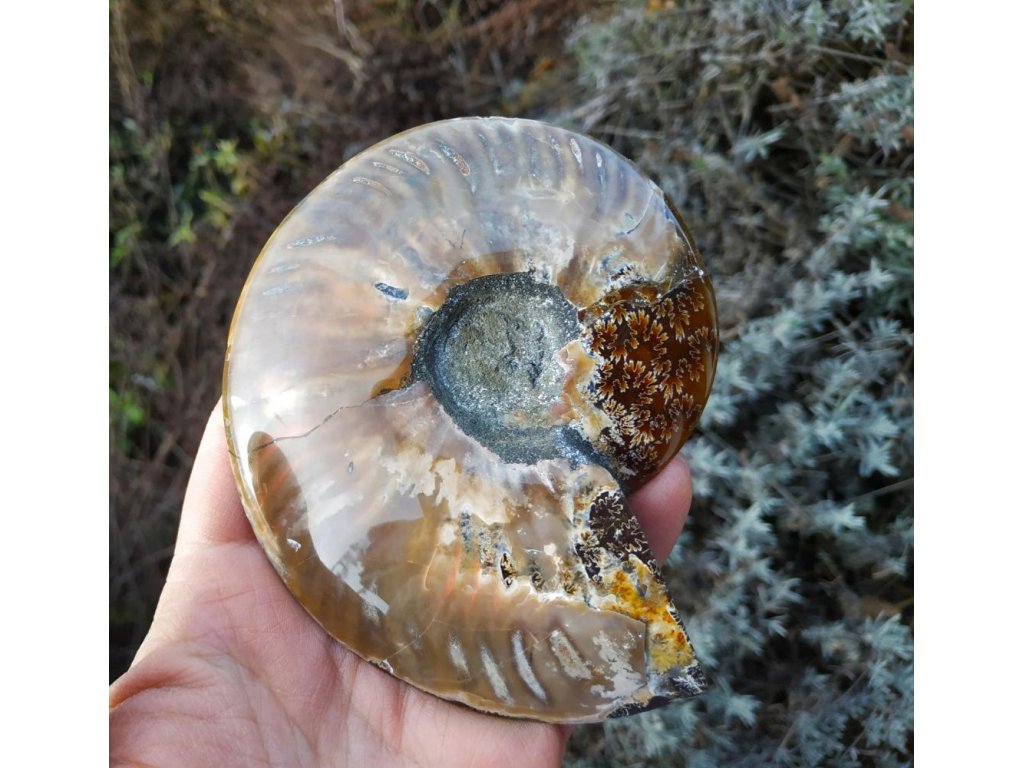 Ammonite Fossilie -  half- Madagaskar - 13cm