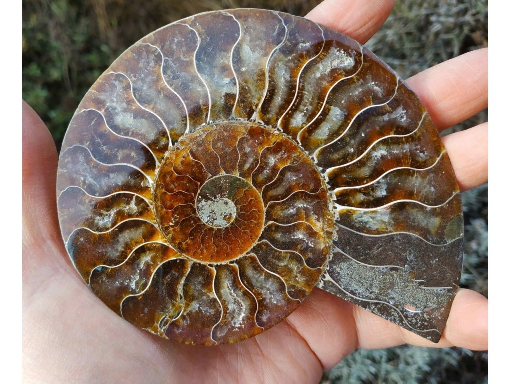 Ammonite Fossilie -  half- Madagaskar - 13cm