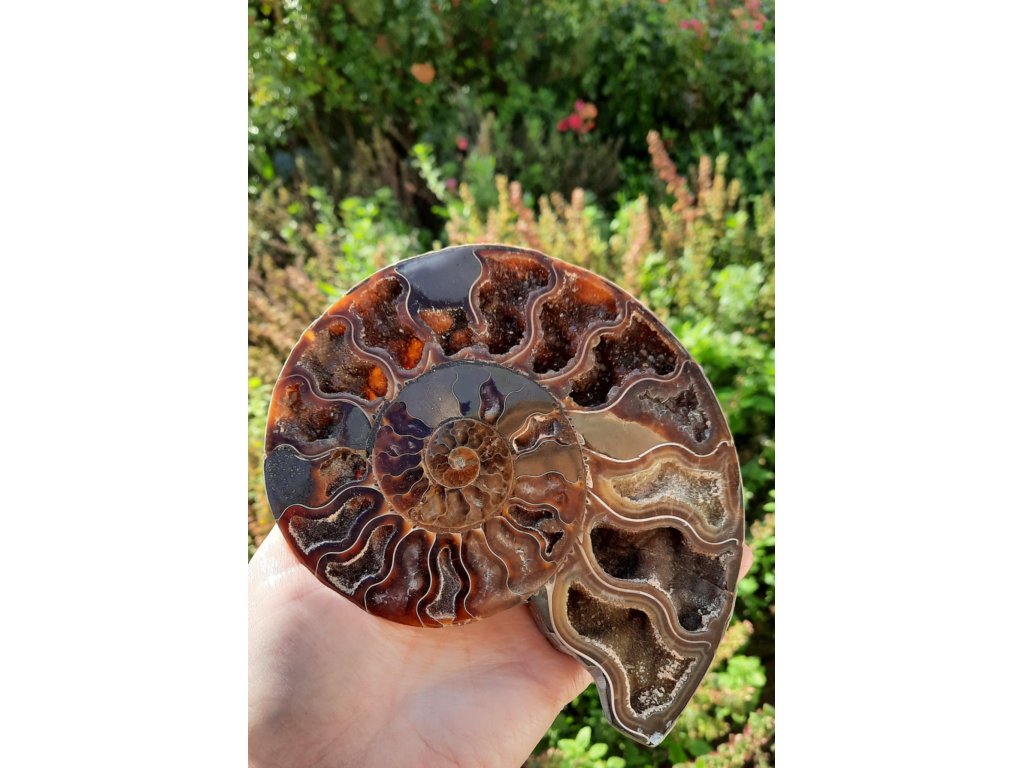 Ammonite Fossilie -  půlka - Madagaskar - 13-14cm-1 kus