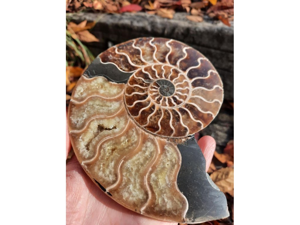 Ammonite Fossilie- Madagaskar - Groesse 14-15cm