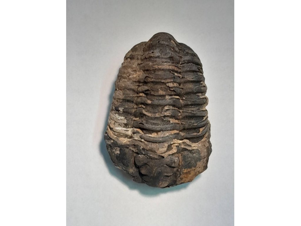 Schwarzes Trilobit Fossilie 8cm