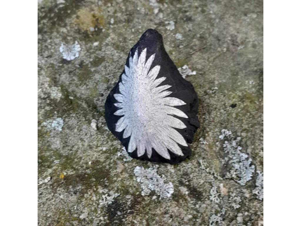 Chrysanthemum vulkansky kámen stone kamen přirodni 7 cm