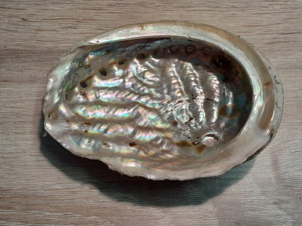 Schale Muschel /Abalone smudging natürlich 15cm