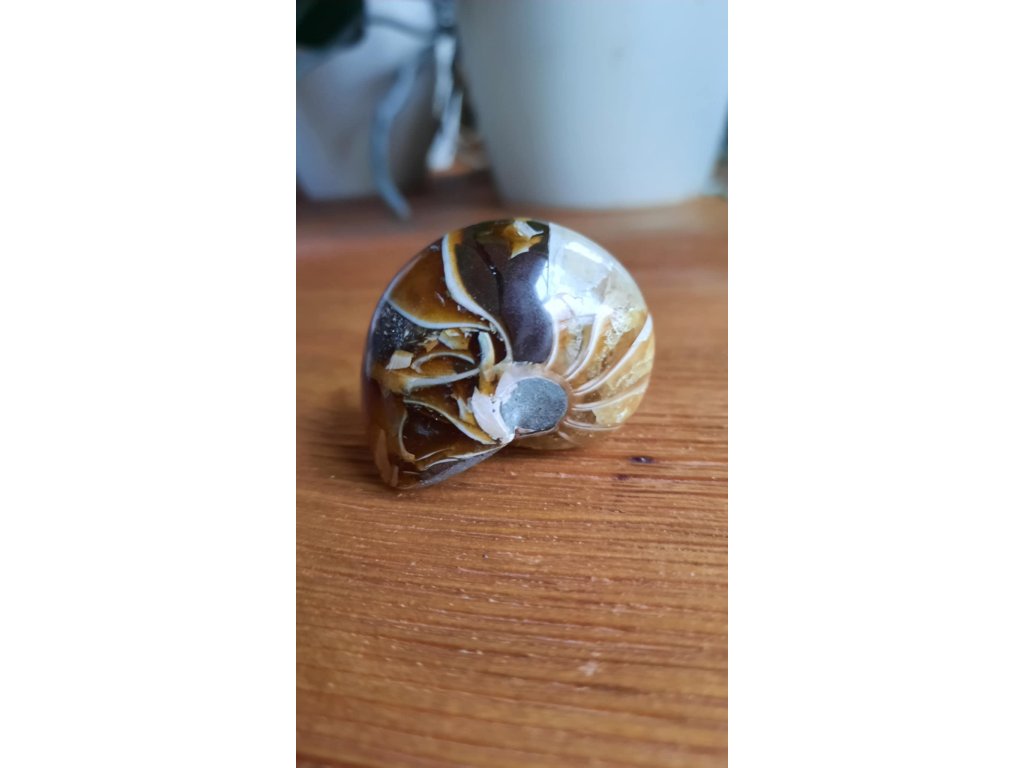 Nautilus šnek fosilie 4cm