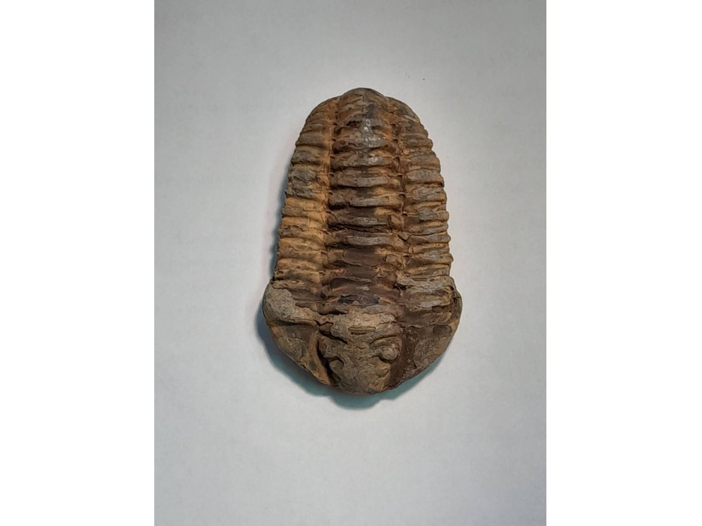 Trilobit,Fossilie 7-9cm
