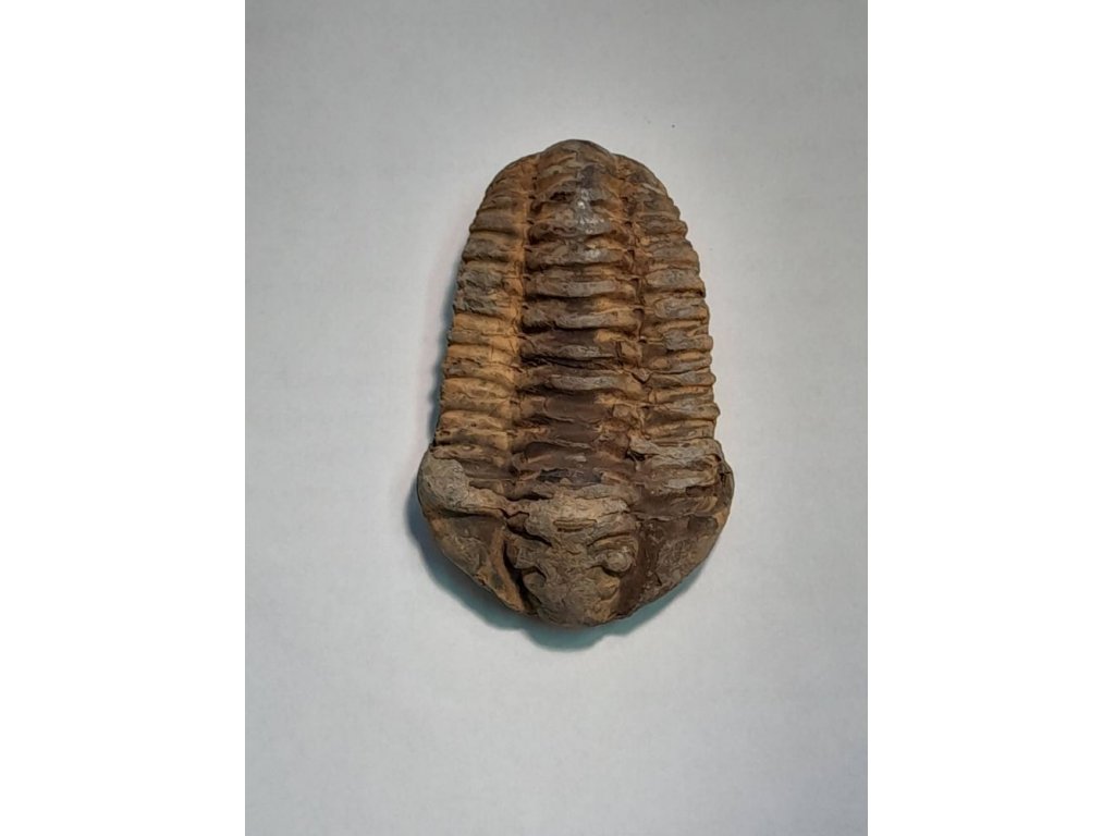 Trilobit,Fossilie 8cm