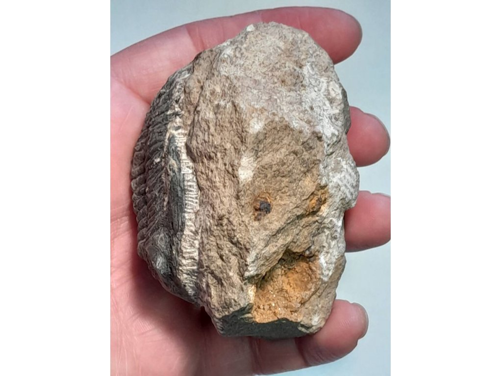 Trilobit Rod Asteropyge Devon Vzacny Maroko 8cm