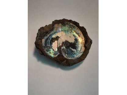Ammonite/Amonite Fossilie/Fossil 6,5cm