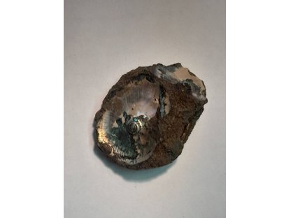 Ammonite/Amonite Fossilie/Fossil 6,5cm 2