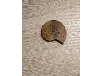 Ammonite Fossil 3cm price for 1 piece only