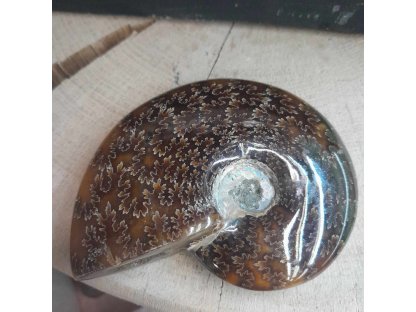 Ammonite Fossilie -  cely - Madagaskar - 9cm 2