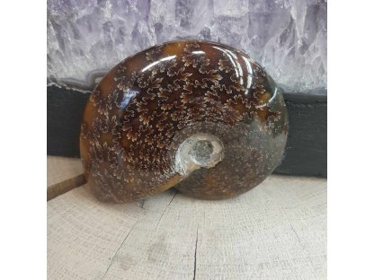 Ammonite Fossilie -  cely - Madagaskar - 9cm