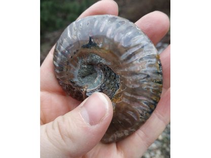 Ammonite Fossilie -  půlka  - 8cm 2