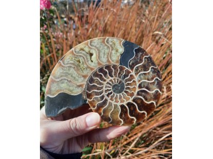 Ammonite Fossilie- Madagaskar - 11 cm