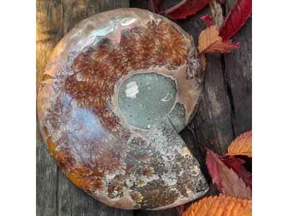 Ammonite Fossilie -  půlka - Madagaskar - 11cm
