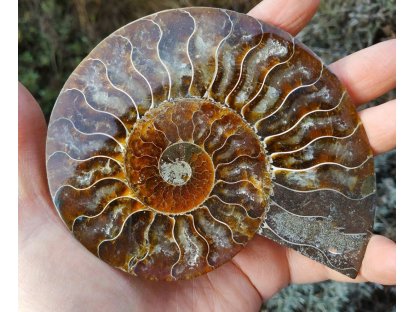 Ammonite Fossilie -  půlka - Madagaskar - 11cm