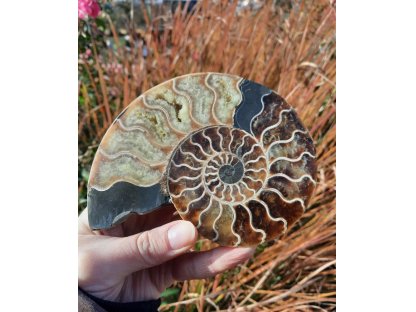 Ammonite Fossilie -  half- Madagaskar - 13cm