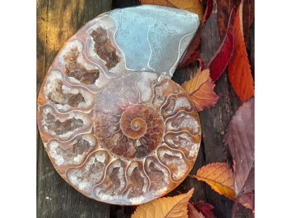 Ammonite Fossilie -  half- Madagaskar - 13cm 2