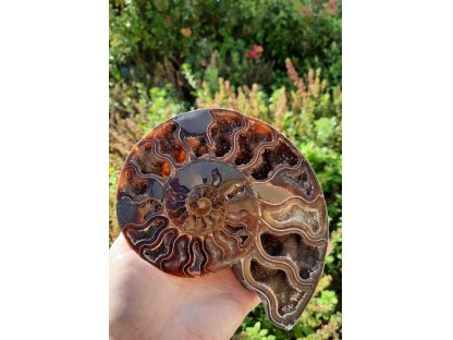 Ammonite Fossilie -  půlka - Madagaskar - 13-14cm-1 kus