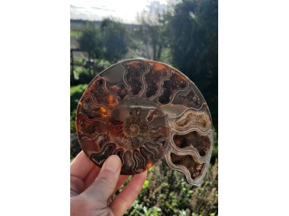 Ammonite Fossilie -  půlka - Madagaskar - 13-14cm-1 kus