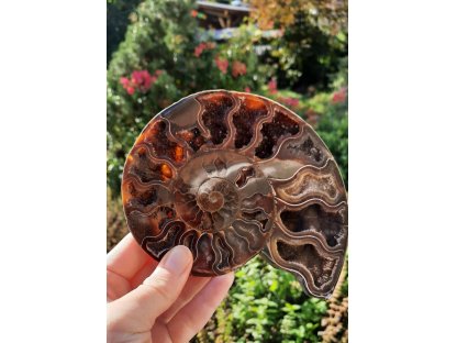 Ammonite Fossilie -  půlka - Madagaskar - 13-14cm-1 kus