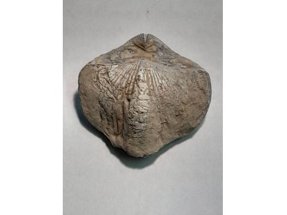 Brachiopod Perm  3cm