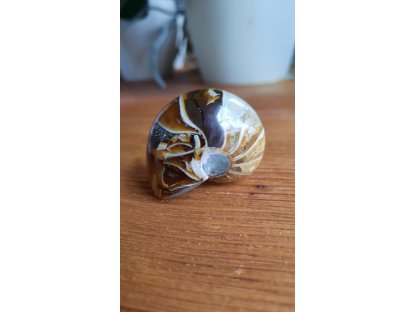 Nautilus šnek fosilie 4cm 2