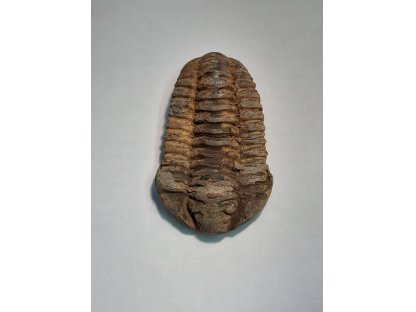 Trilobit Fossil 7-9cm 2