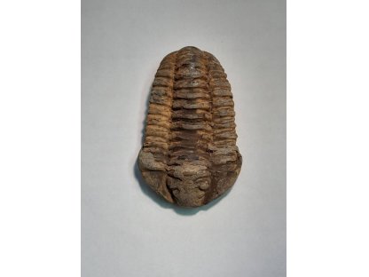 Trilobit,Fossilie 7cm
