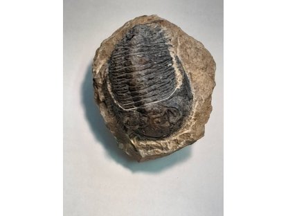 Trilobit Schwarzes,Fossilie,8,5cm
