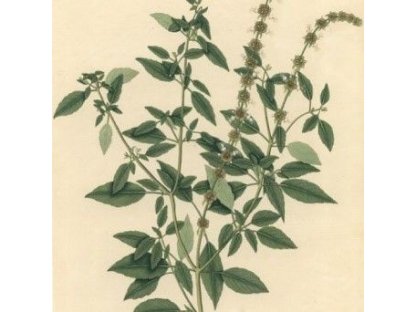 Herbal tea Tulsi from Nepal 100g 5 PC