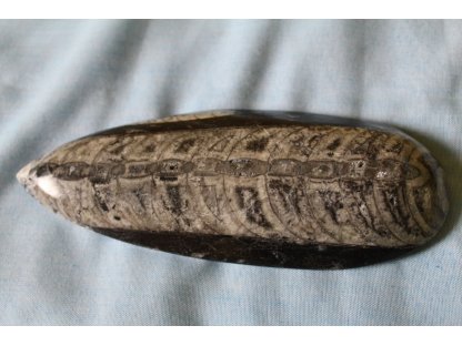 Velky Orthoceras,Fossilie,200mmx80mm,7x3inch,0,300g,0,600LB