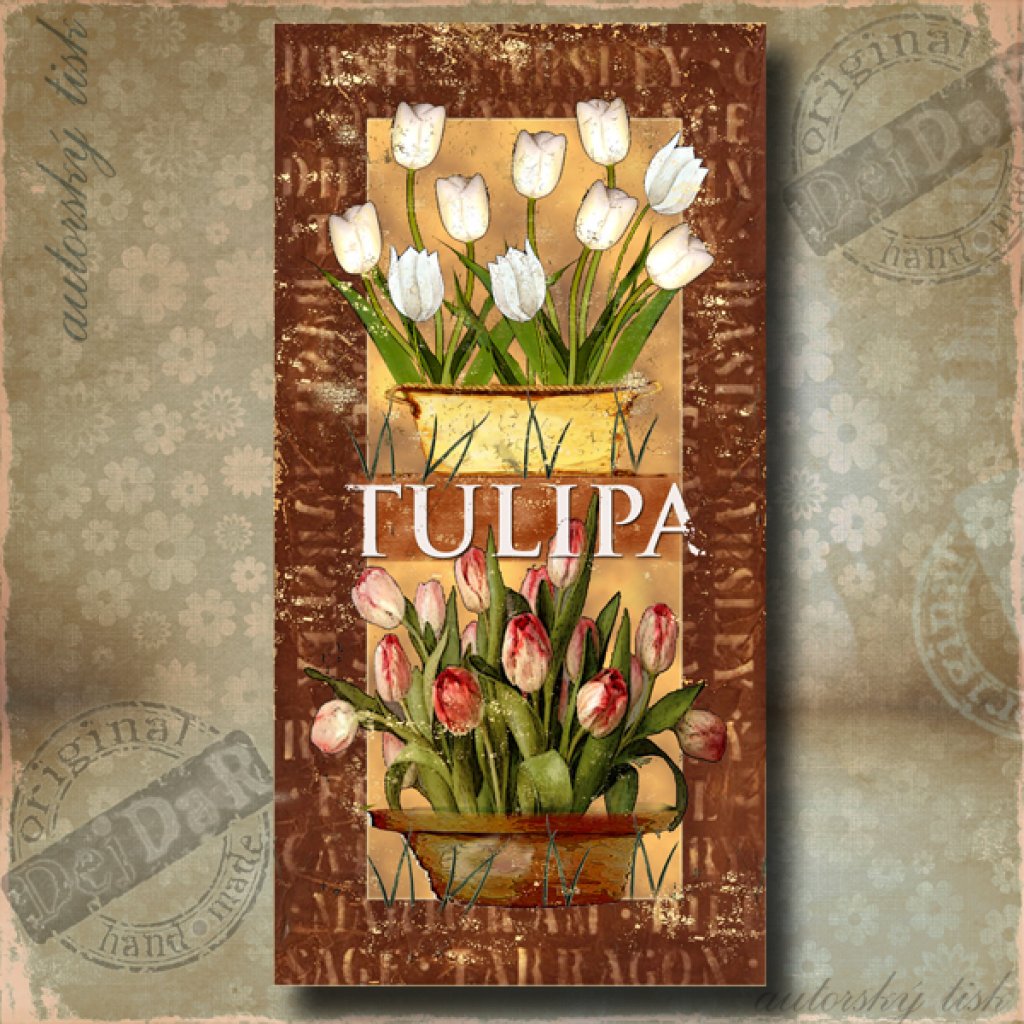 OP tulipán