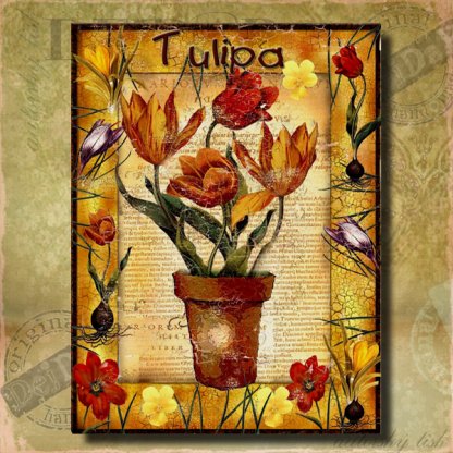 Obrazy tulipán