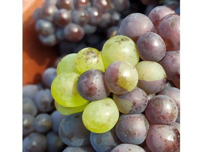 Pinot Gris vinice Nad mlýnem - mutace hroznů na Pinot blanc