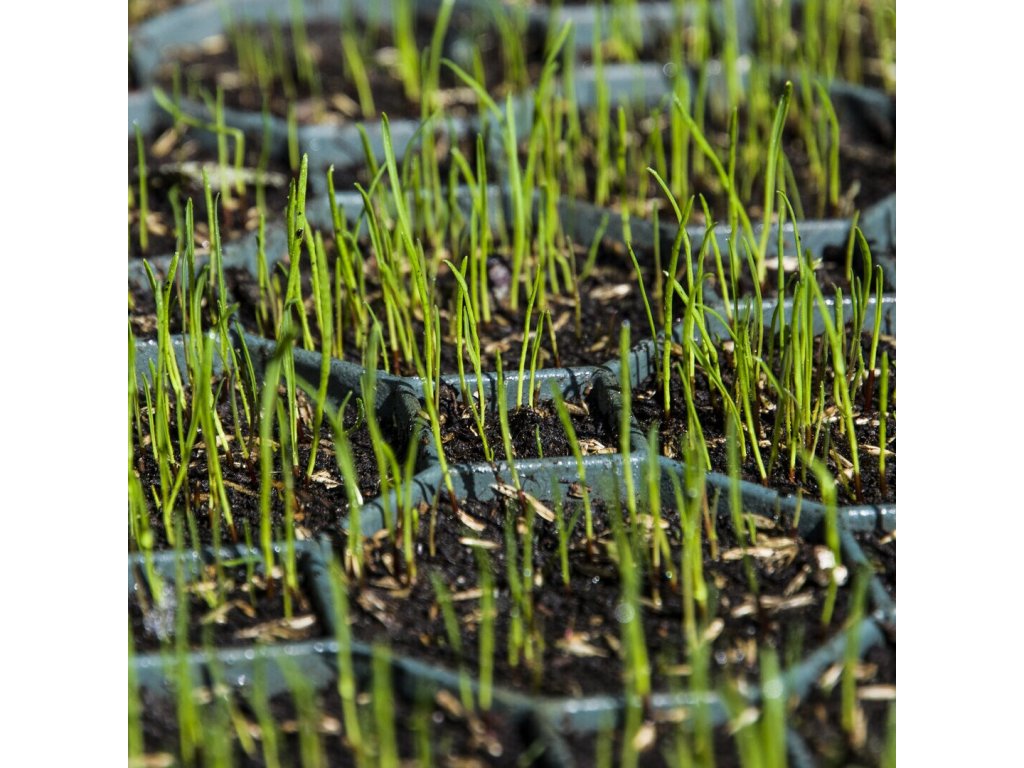 Čierna plastová zatrávňovacia dlažba FLOMA Stella Green - 50 x 50 x 5 cm