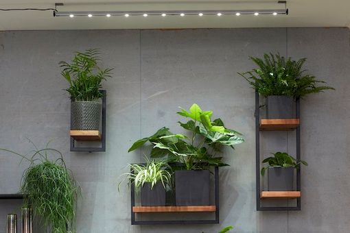 Urban Jungle: Vytvořte si ze svého bytu zelený ráj. Speciální osvětlení pro rostliny vám pomůže.
