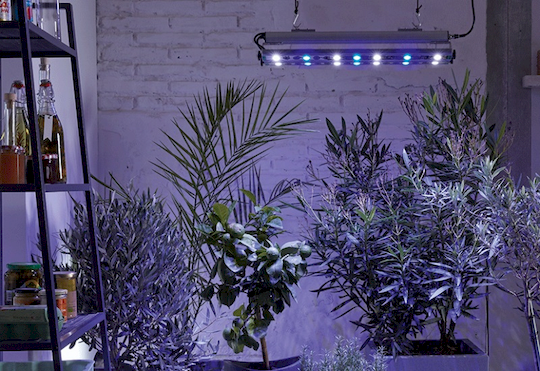 Průvodce osvětlením pro rostliny: přezimování rostlin s pomocí pěstebního LED osvětlení