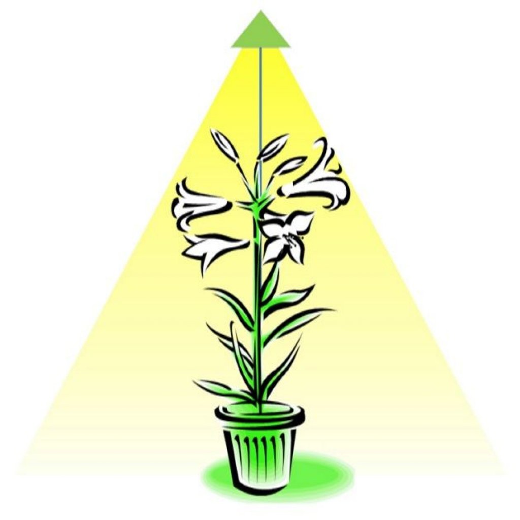 SUNLiTE XL 25W bílá, LED osvětlení pro pokojové rostliny
