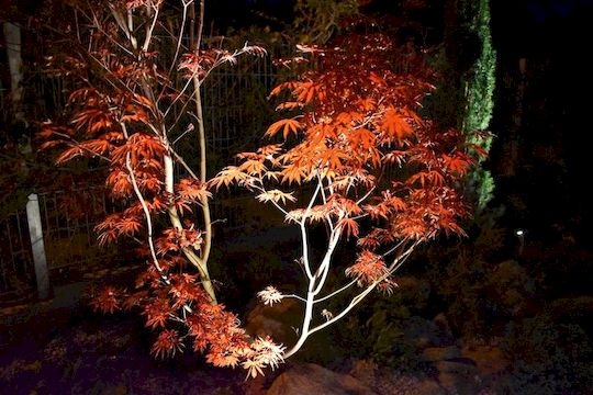 Osvětlení podzimní zahrady