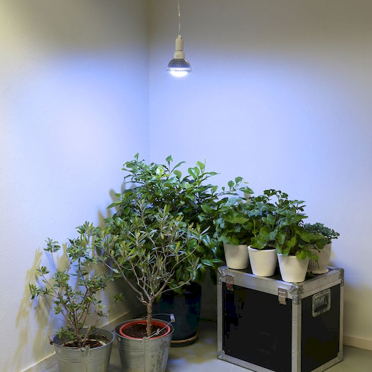 Osvětlení pro přezimování rostlin
