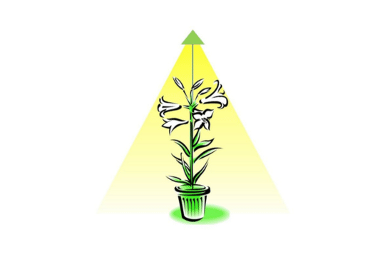 LED osvětlení pro růst rostlin