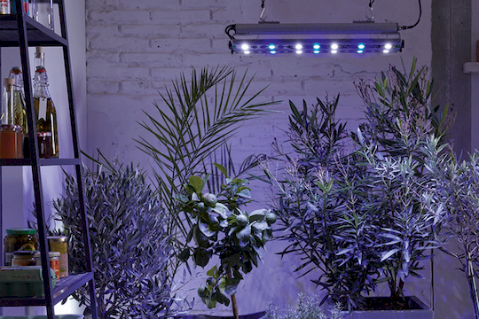 LED osvětlení pro přezimování exotických rostlin