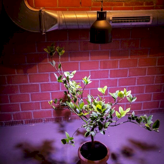 Osvětlení pro přezimování exotických rostlin