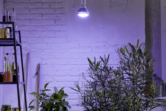LED osvětlení přezimování tropických rostlin