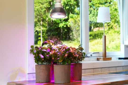 LED osvětlení pro růst a pěstování rostlin