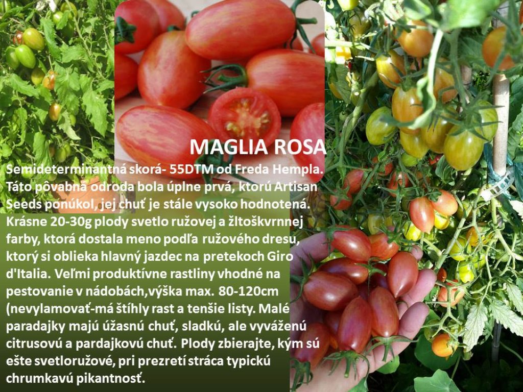 Maglia Rosa