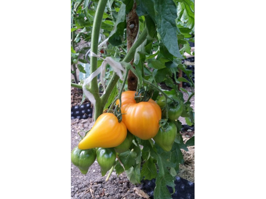 Orange Mango